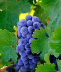 Buyulubag (İstanbul, Kadikoy, Osmanağa Mah., Yasa Cad., 48), wines and wine drinks wholesale