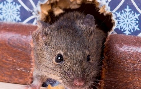 Disinfection, disinsection, deratization Pi Landscape Pest Control Engineering, Gebze, photo