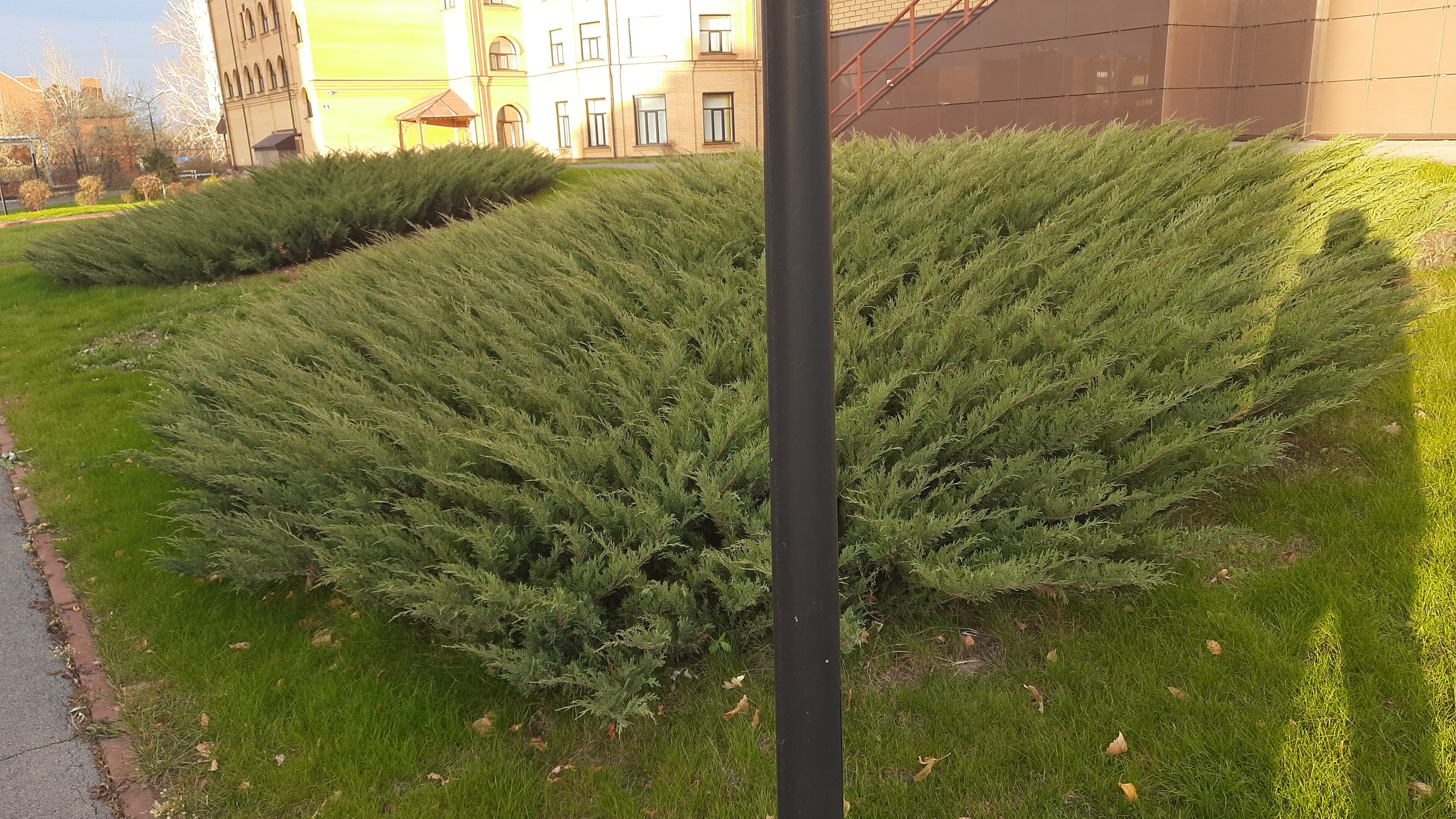 Фото Пилигрим