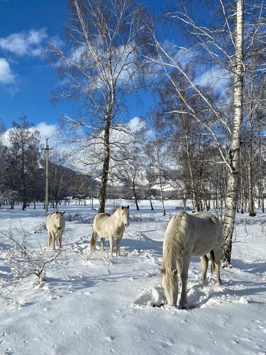 Гостиница Альтаир в Усть-Коксе