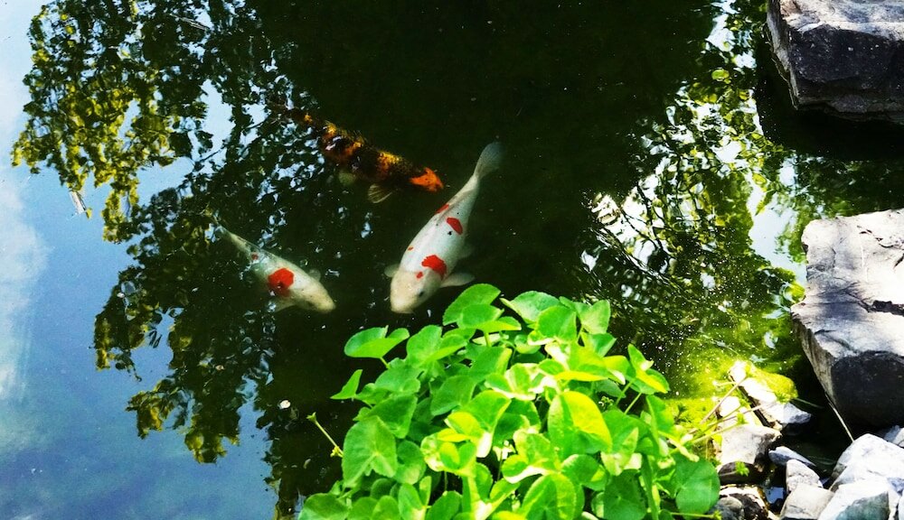 Фото Adventure Guesthouse Interlaken