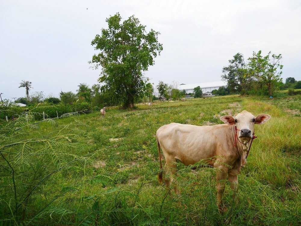 Фото Baan Suan Palm Resort