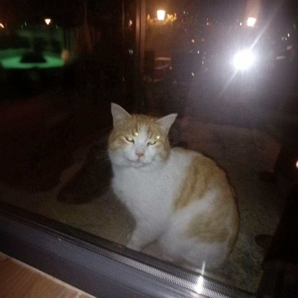 Hotel Forest Bungalow, Sapanca, photo