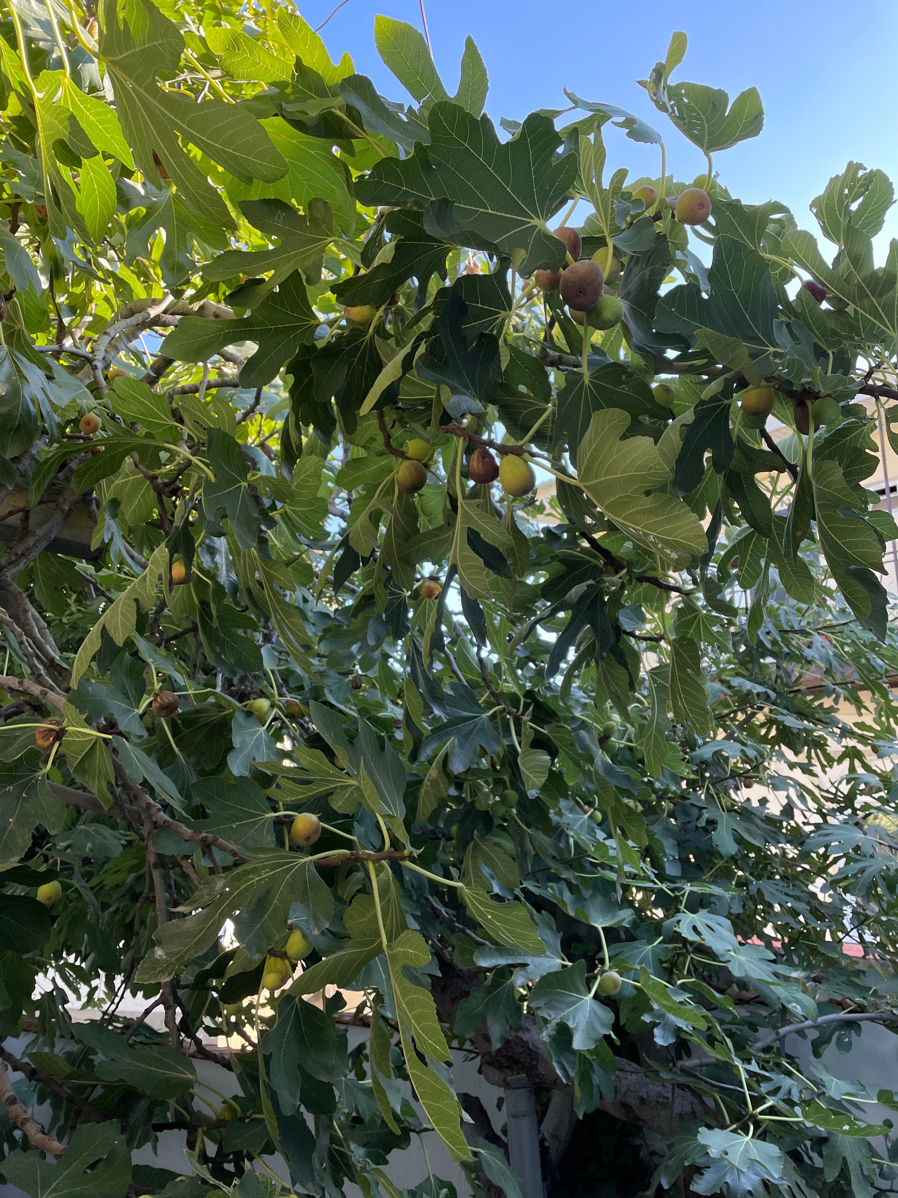 Фото Дом Гурзуф