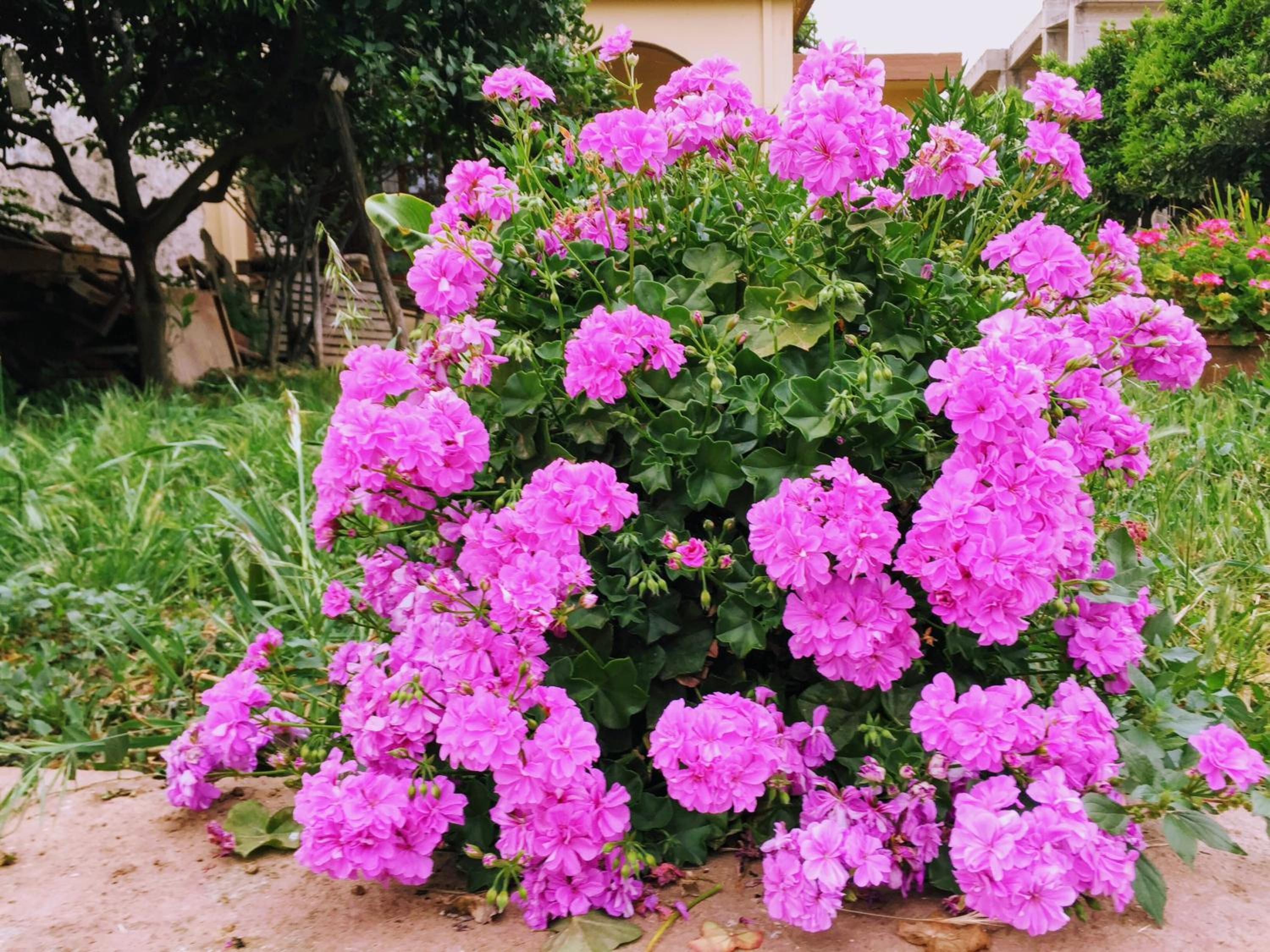 Фото Psaras Apartments