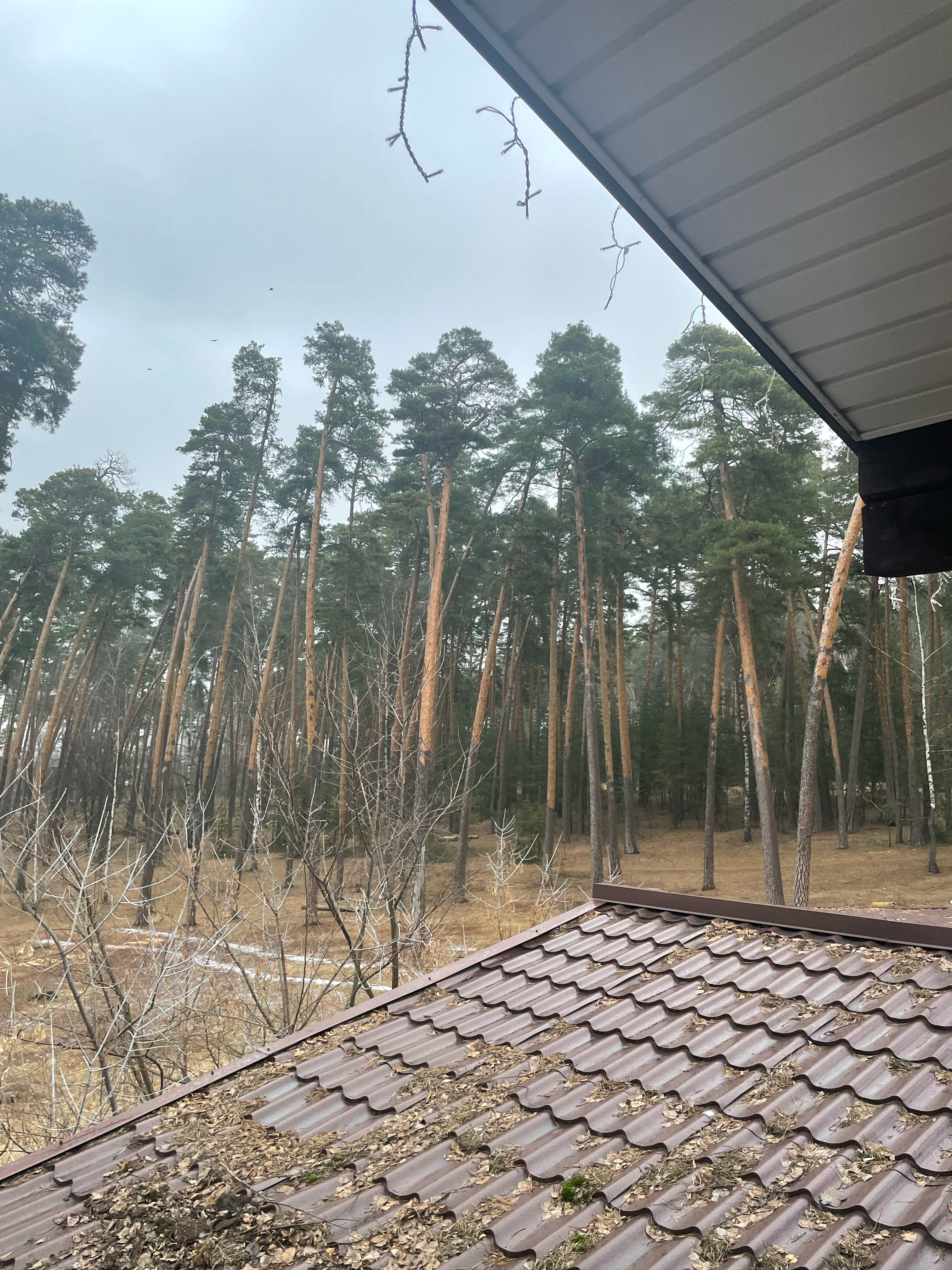 Фото Лесной бункер