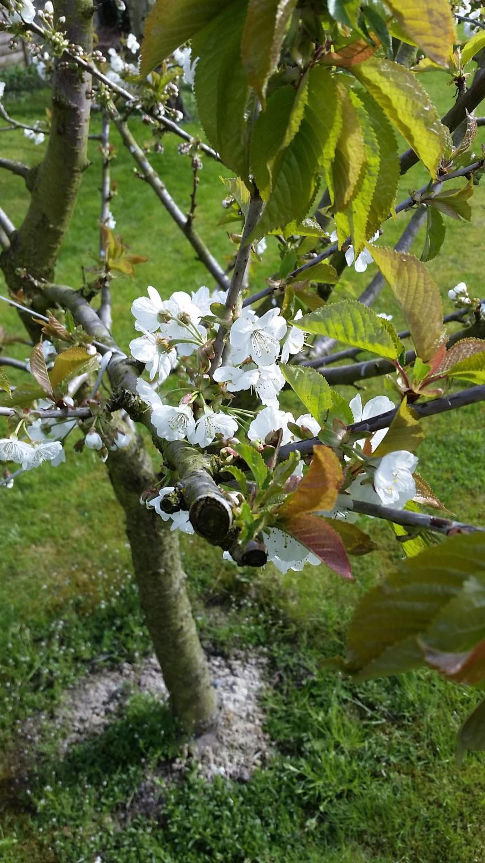 Фото Deutsches Haus Francop