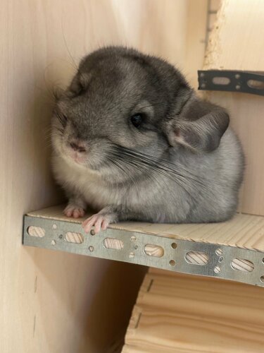 Evcil hayvan yetiştiricileri Nezhnyy Zver, Moskova, foto