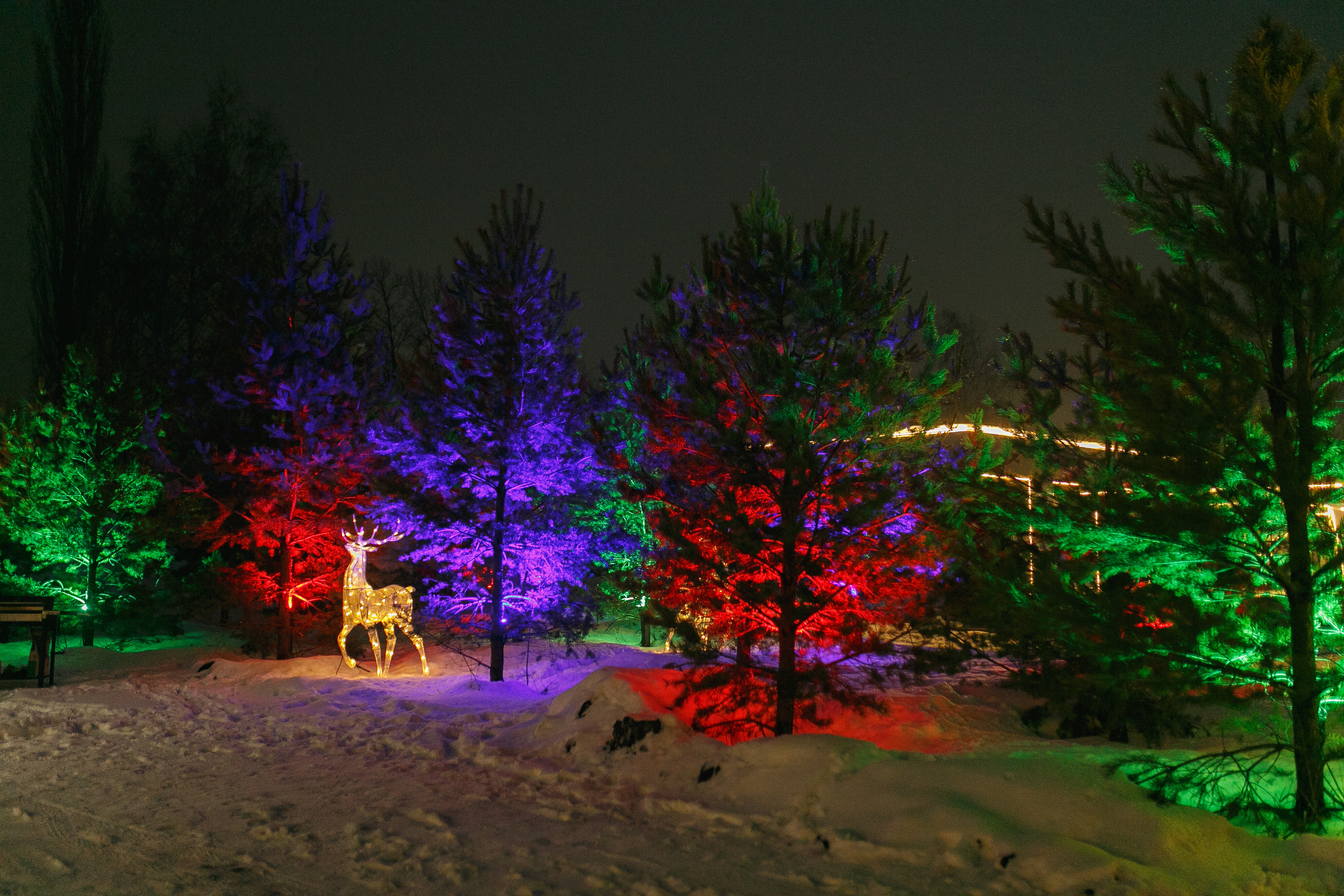 Фото 12 Сосен