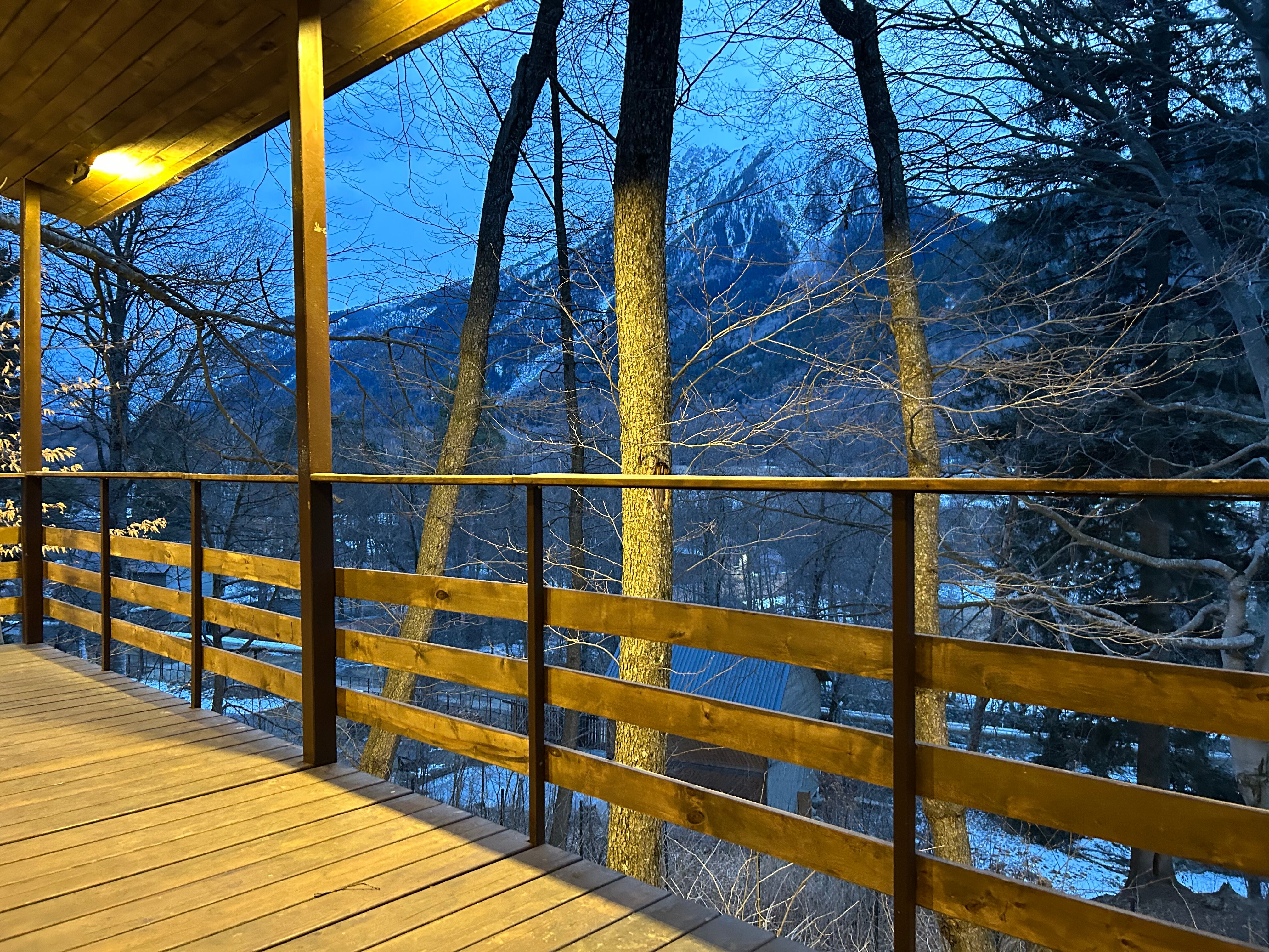 Фото Ягодный тис