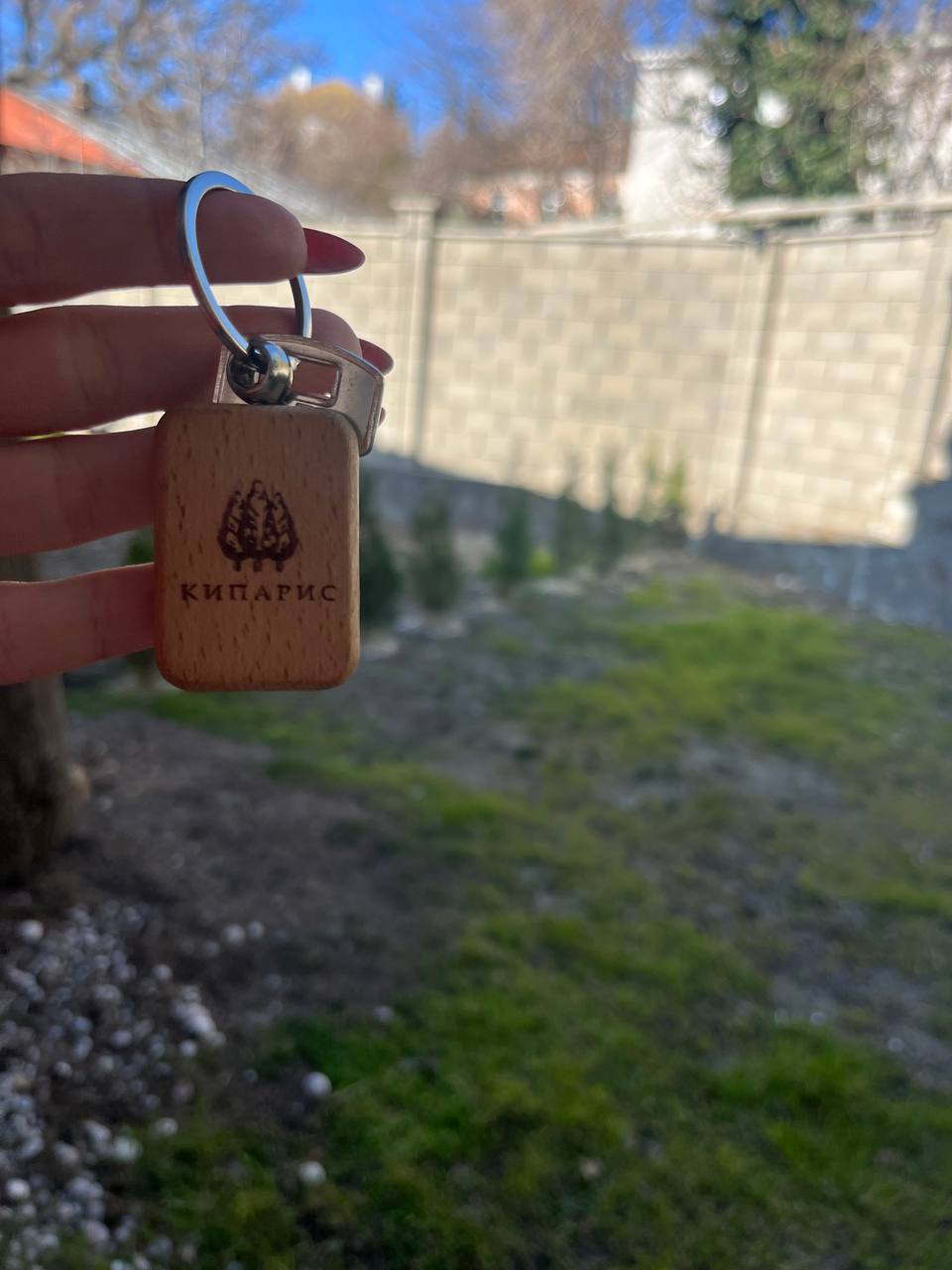 Фото Кипарис