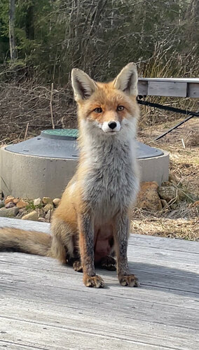 Внешний вид отеля CampEgora в Сосновском сельском поселении, фото 3