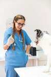 MobiVet (Kirovogradskaya Street, 9к4) ، عيادة بيطرية
