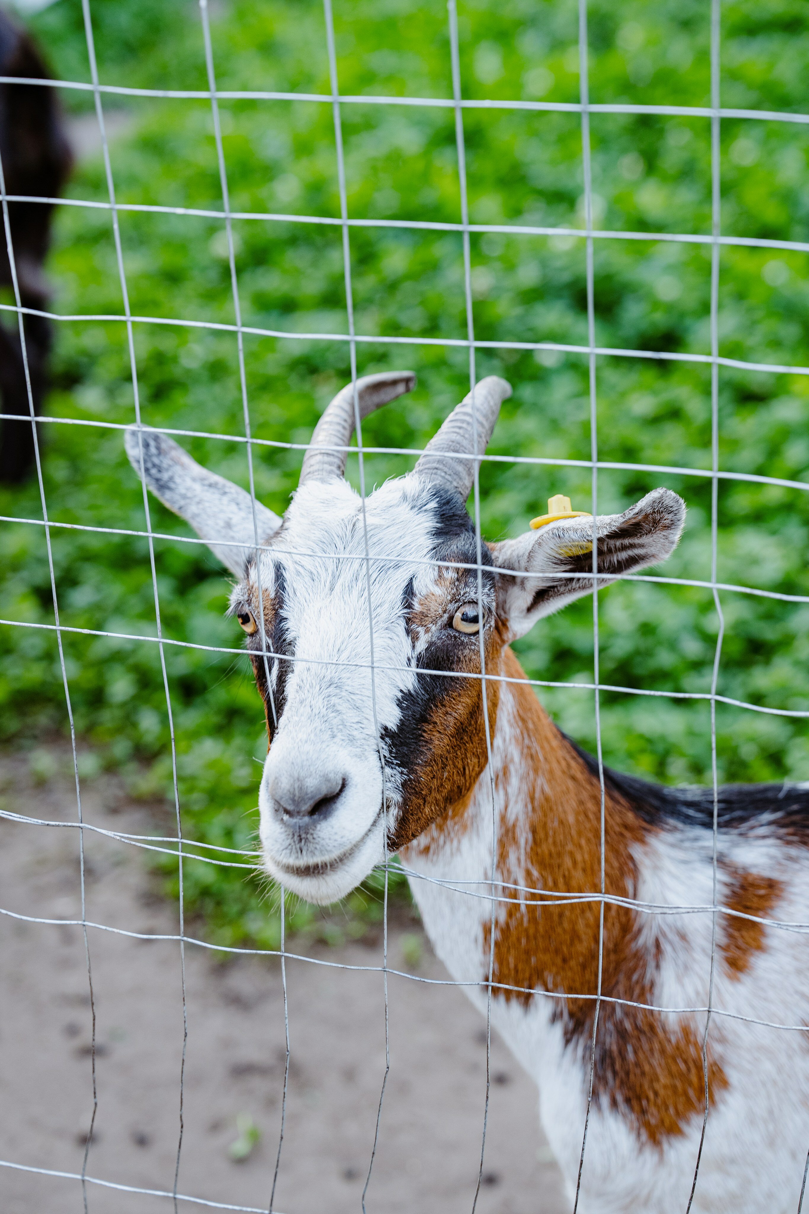 Фото Пара Альпак