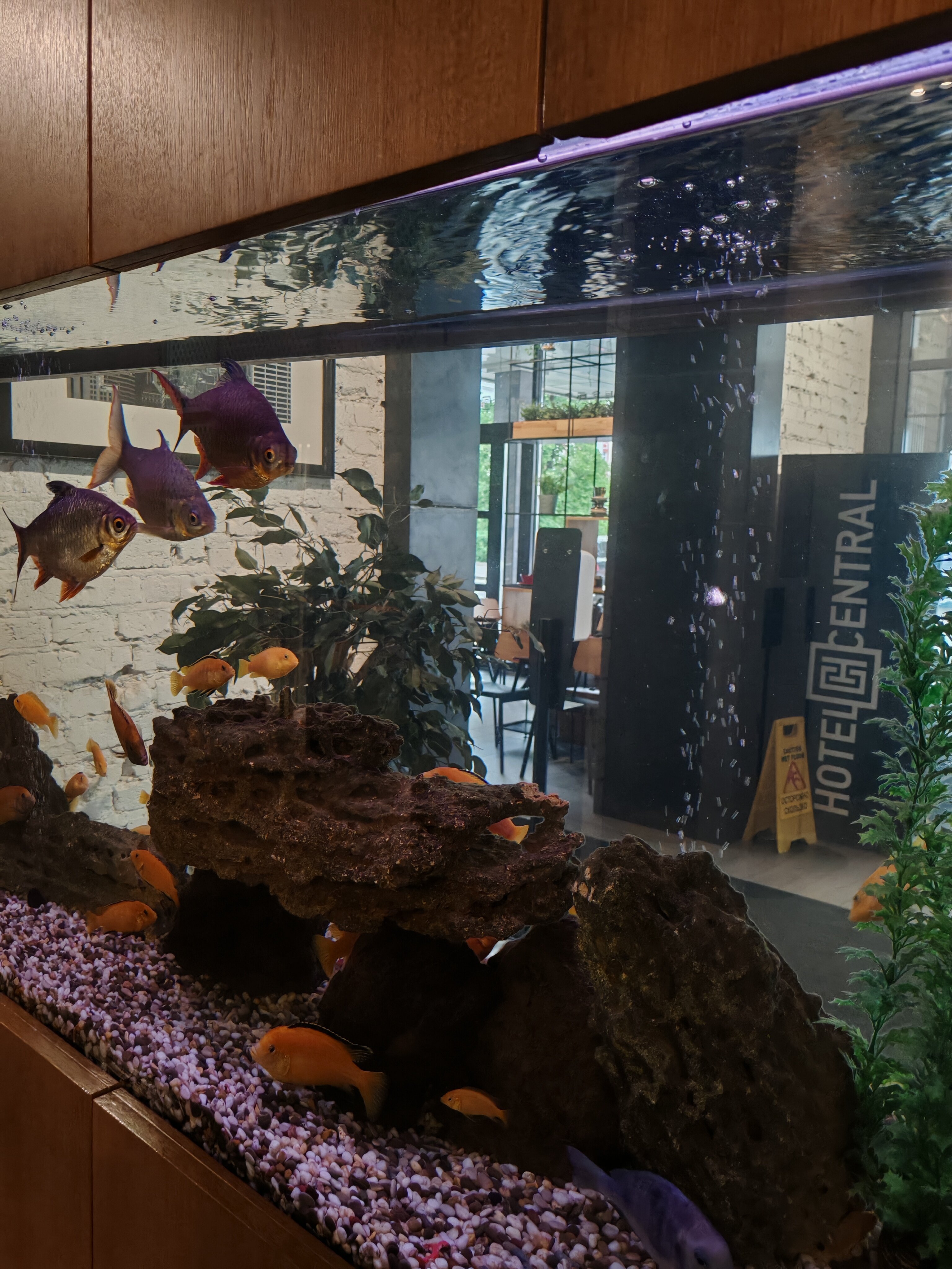 Фото Центральный