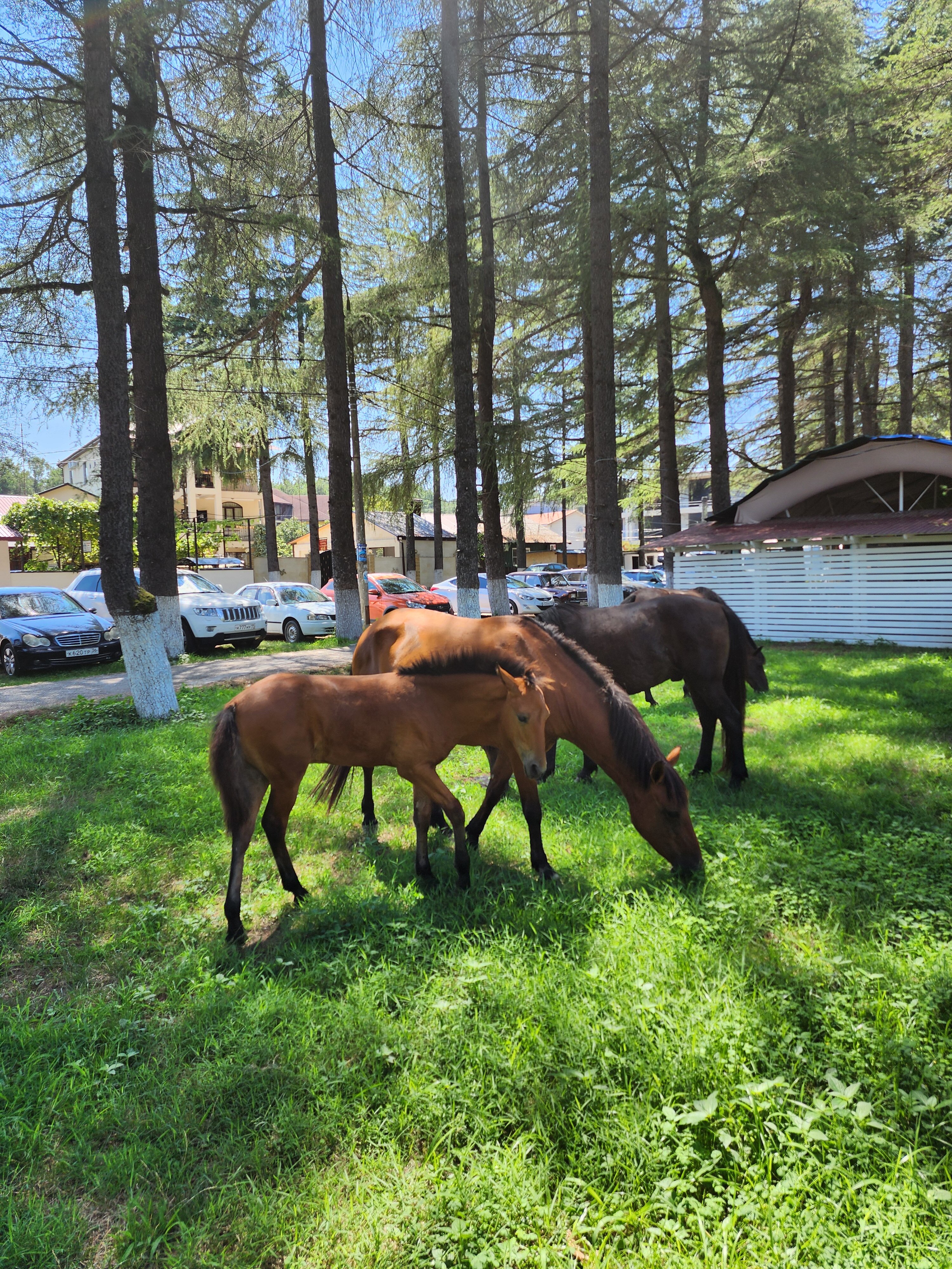 Фото Eco House Pitiunt