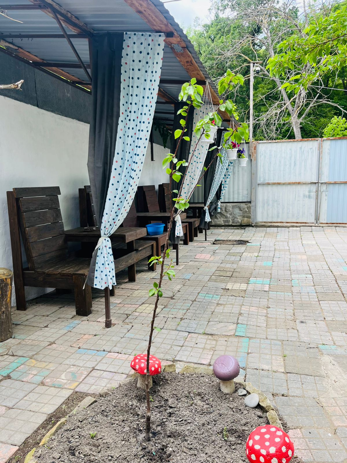 Фото Берёзка