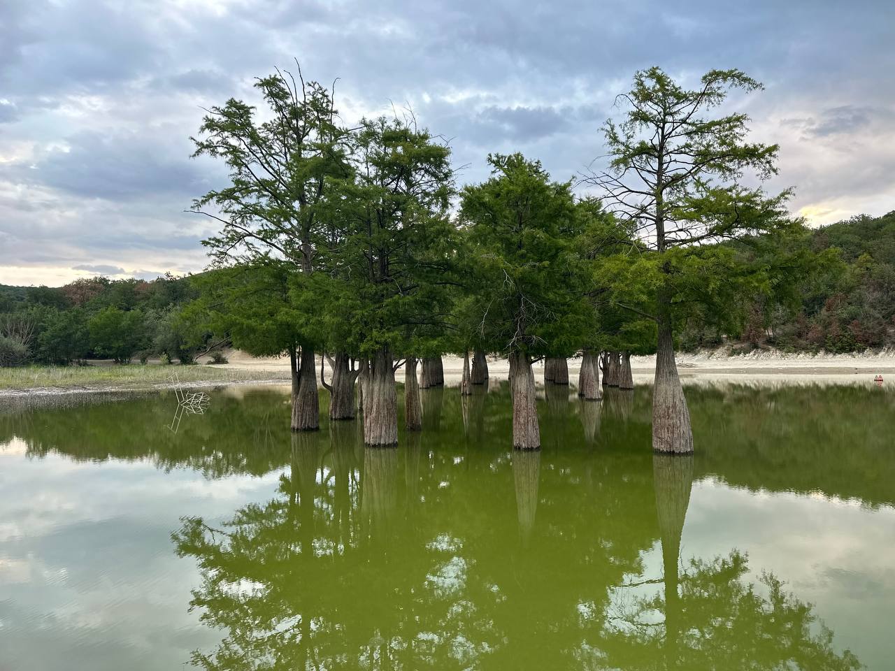 Фото Экзотик Эльвар