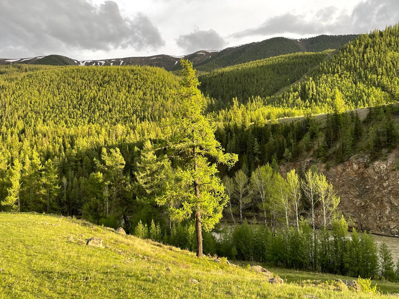 Фото Дикий Еж