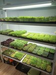 Микрозелень (Parusnaya ulitsa, 20/3), tienda de alimentación saludable