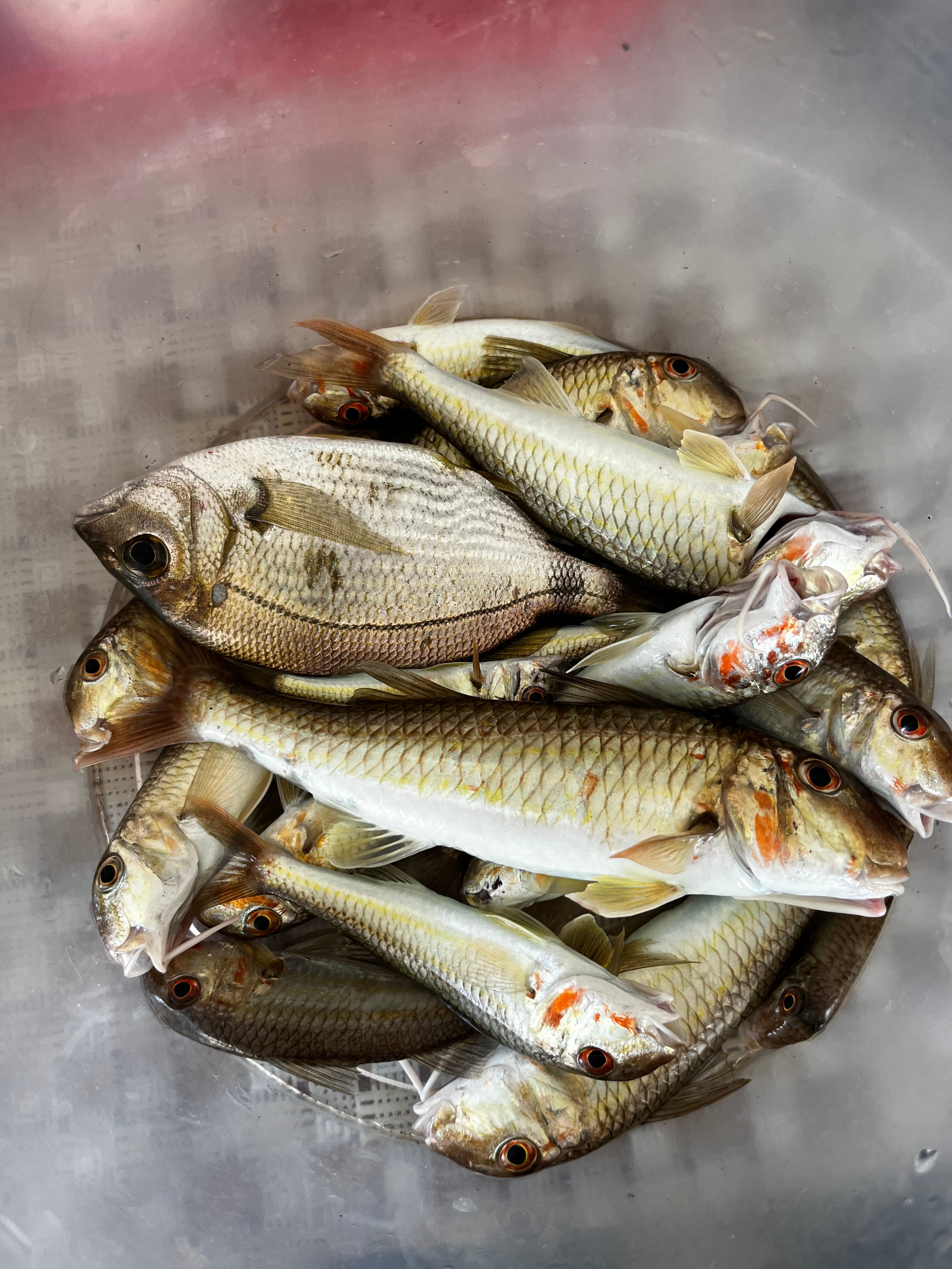 Фото Дивный Сад