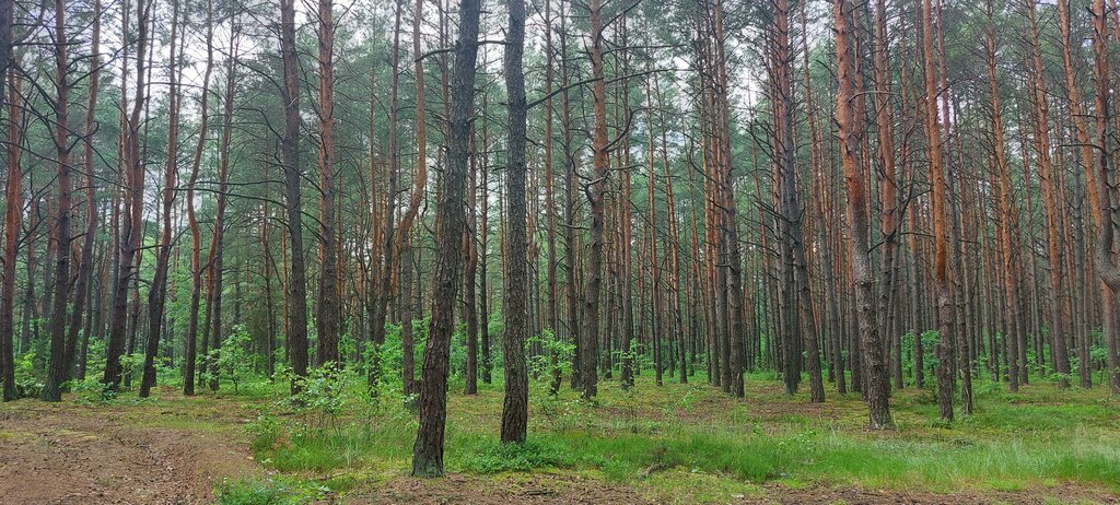 Landmark, attraction Геодезическая дуга Струве, пункт Щекотск, Brest District, photo