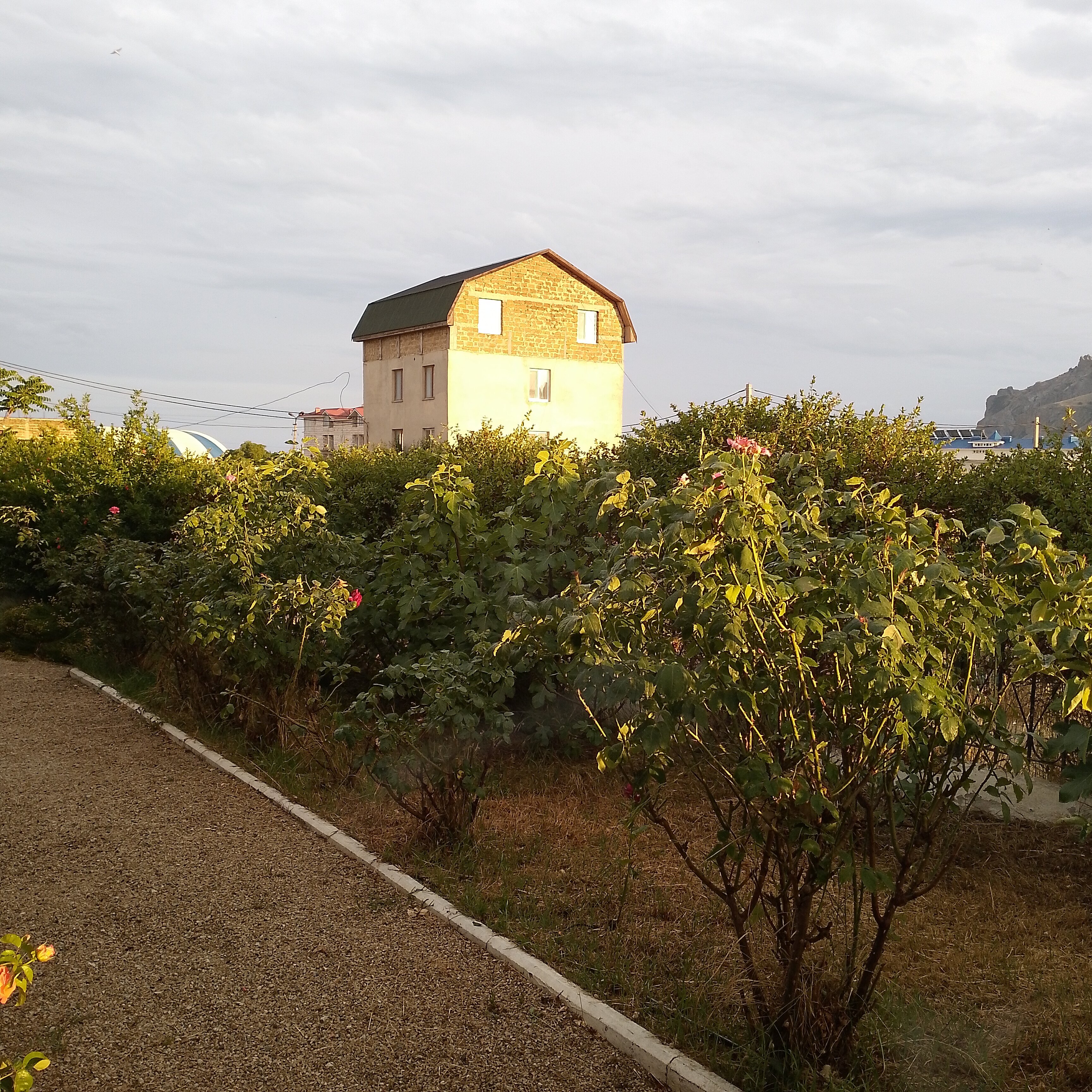 Фото Кактус