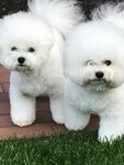 Pitomnik Bichon Frise (Kirovogradskaya Street, 36), animal nursery