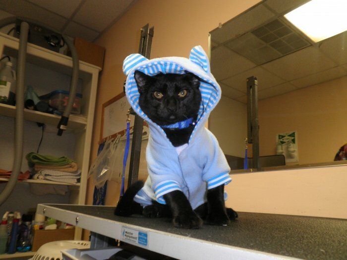 vca dover animal hospital