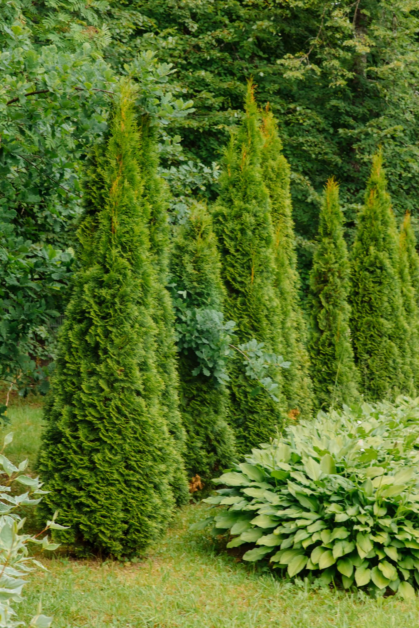 Фото Парк Отель