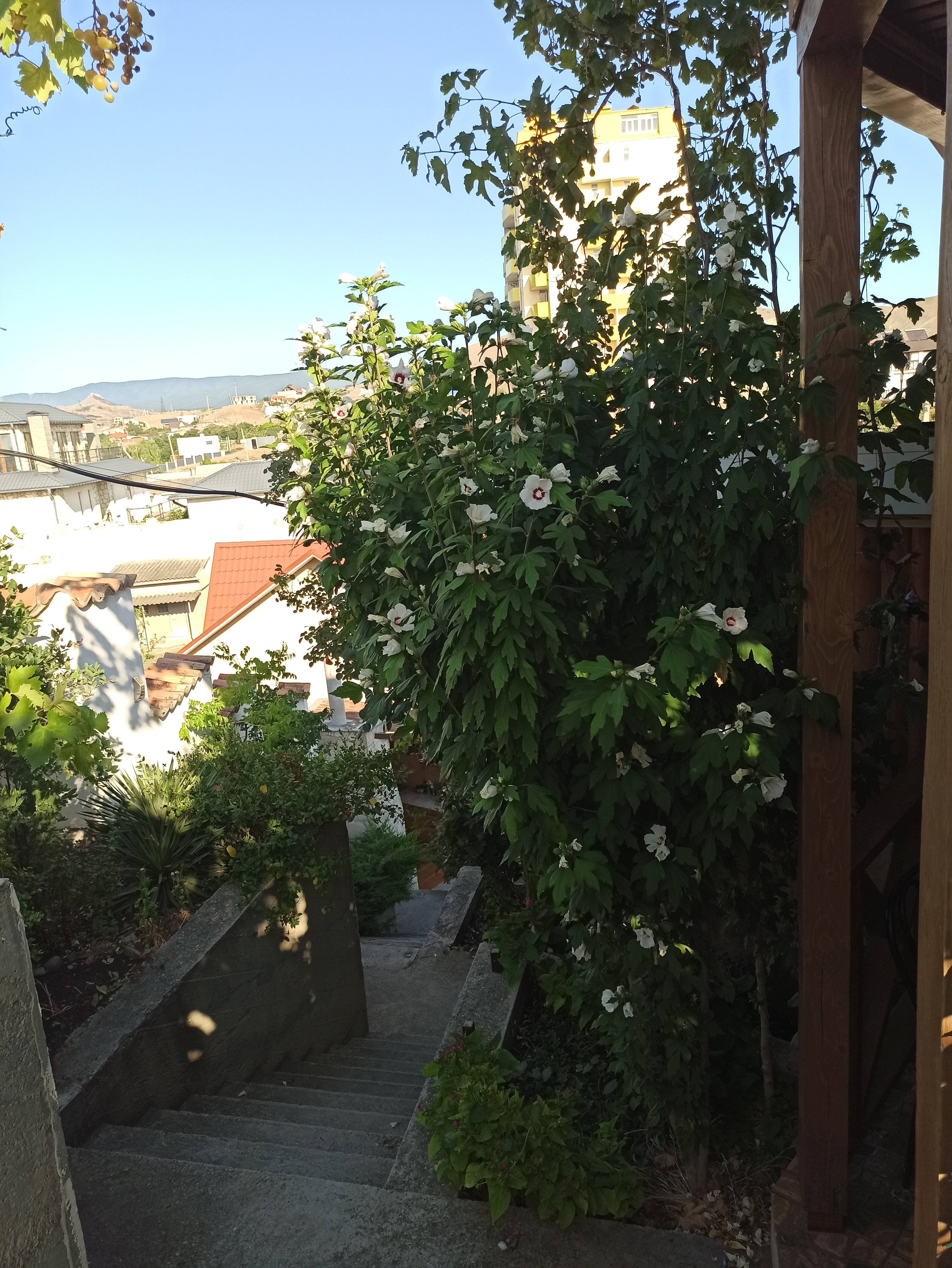 Фото Глициния