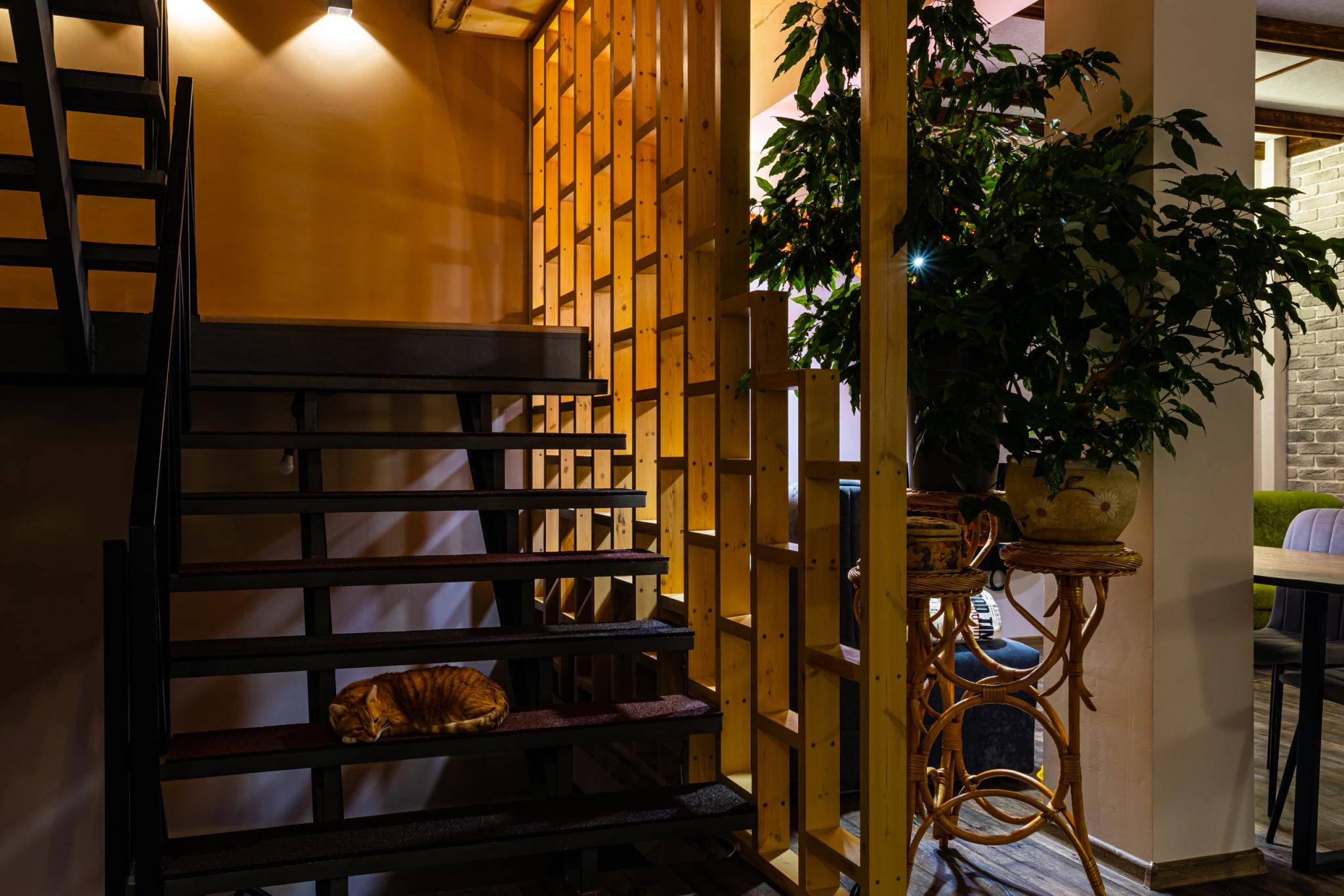 Фото Рыжий пони