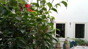 Гостиница El Patio Courtyard House