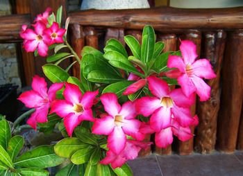 Фото Kubu Ampo Villa