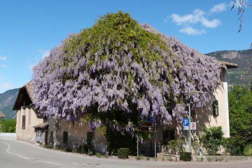 Фото Hotel Stamserhof