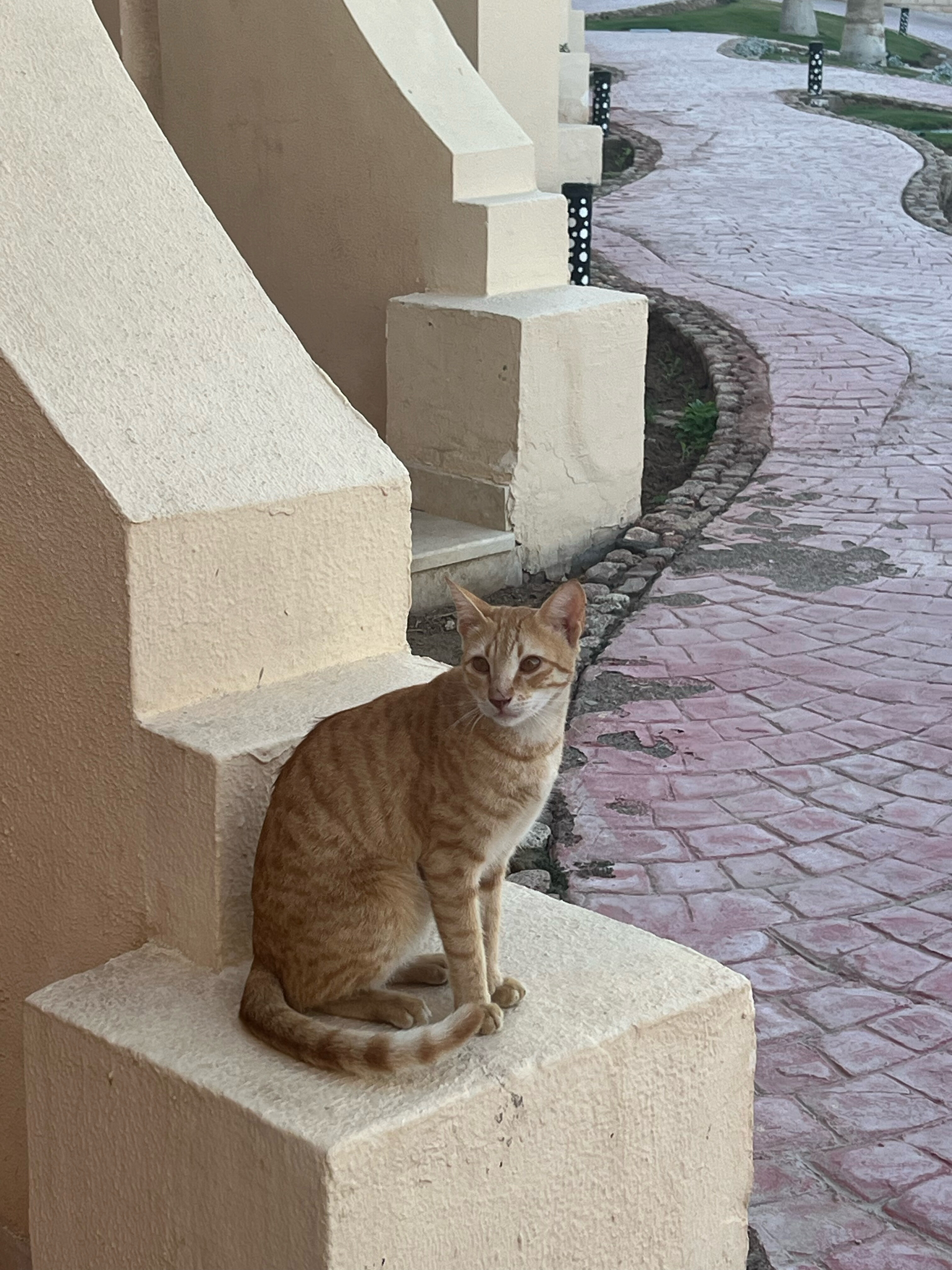 Фото Ivy Cyrene Island Aqua Park Resort