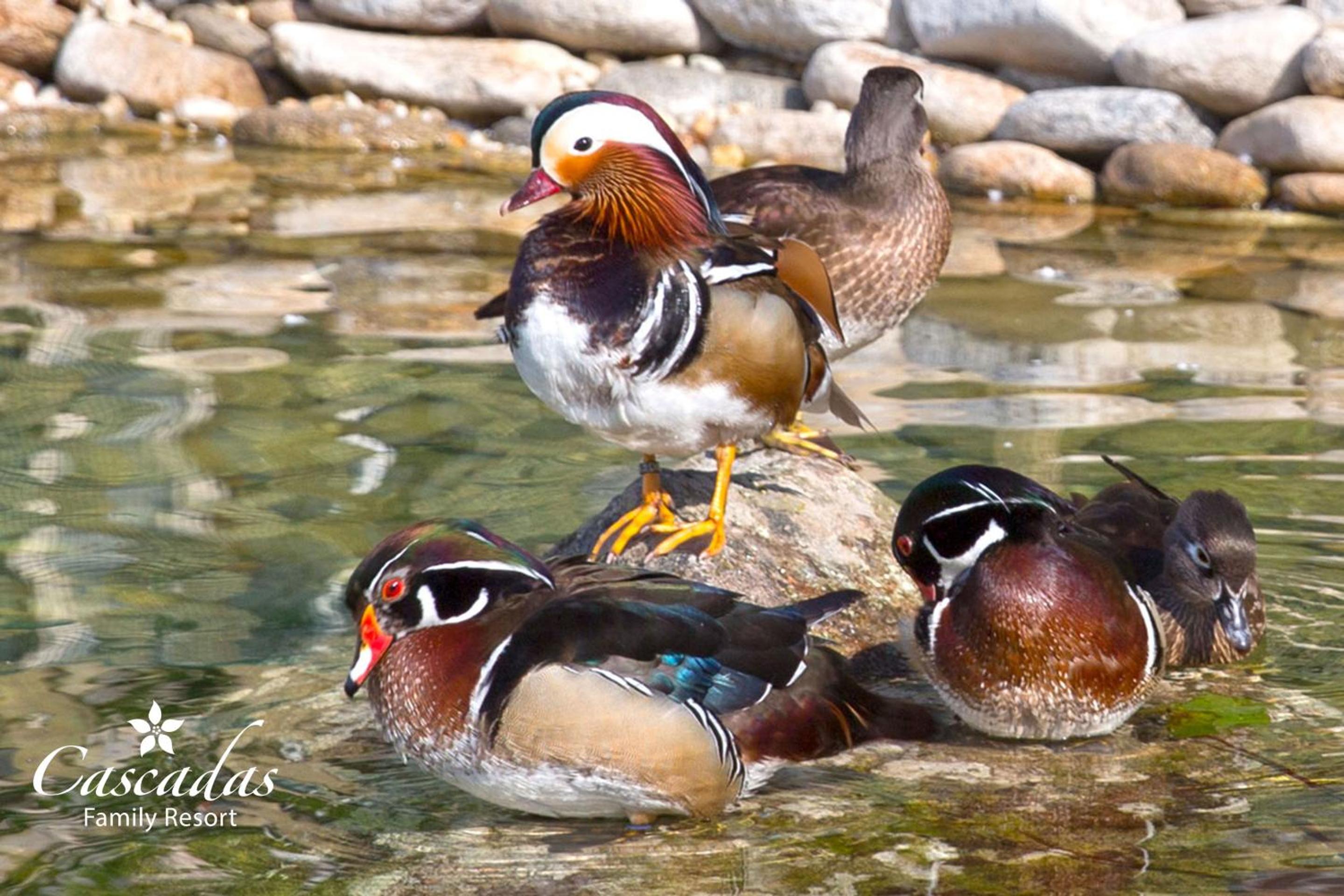 Фото Каскадас Фемили Резорт