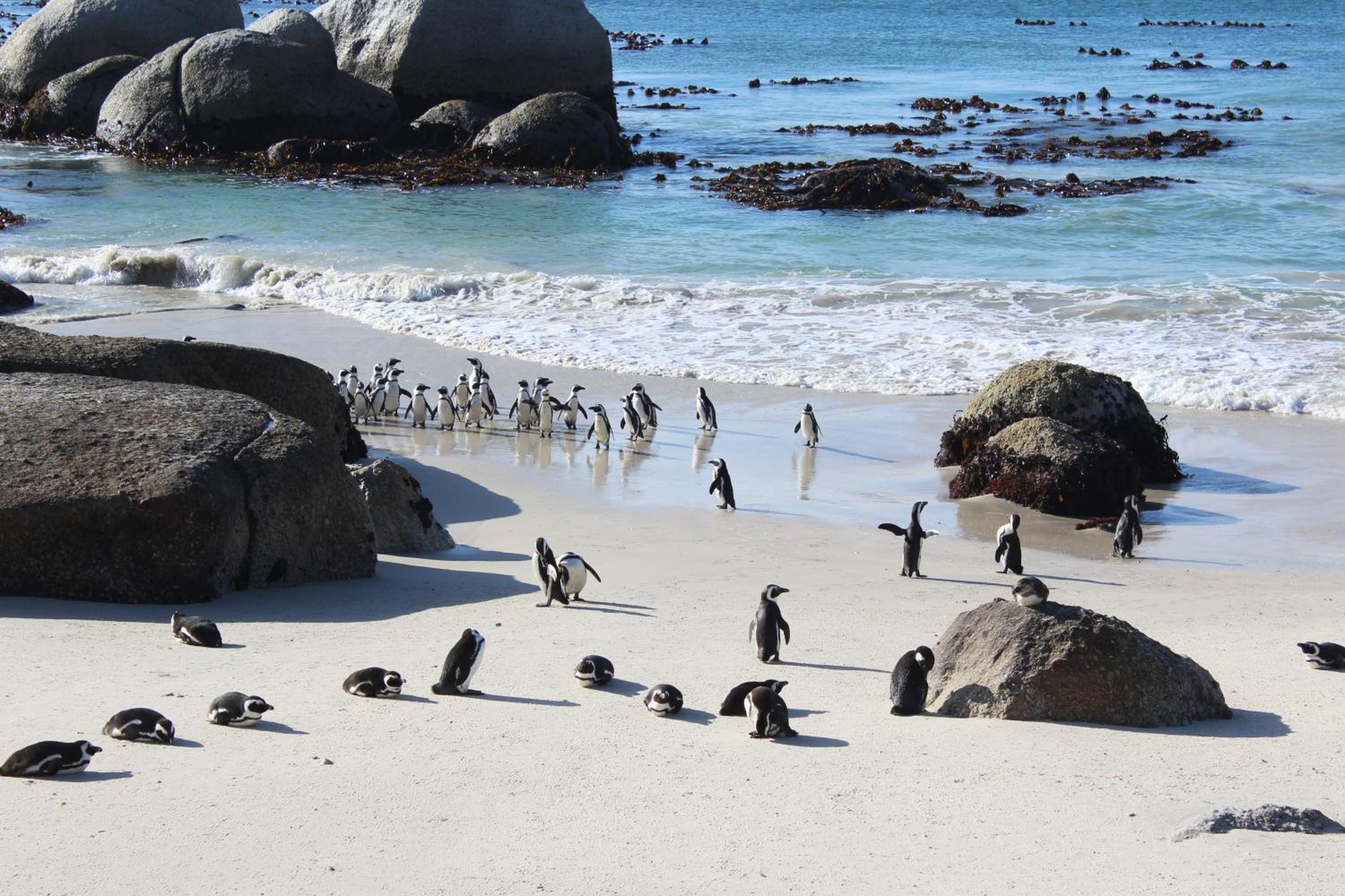 Фото Boulders Beach House