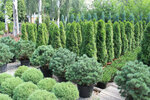 Artemis Plant (ulitsa Sverdlova, вл36), plant nursery