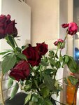 Цветы 24 (Kuybysheva Street, 23), flower shop