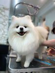 ExTerier (Moscow, Novomoskovskiy Administrative Okrug, Vnukovo District, Lyotchika Gritsevtsa Street, 8), pet salon