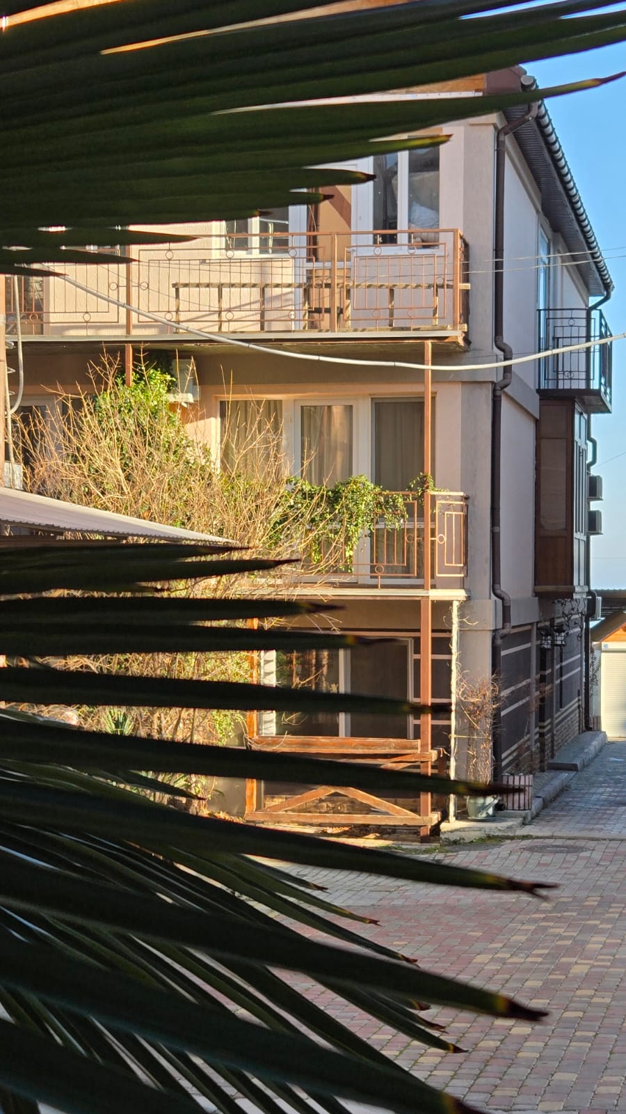 Фото Горная лаванда