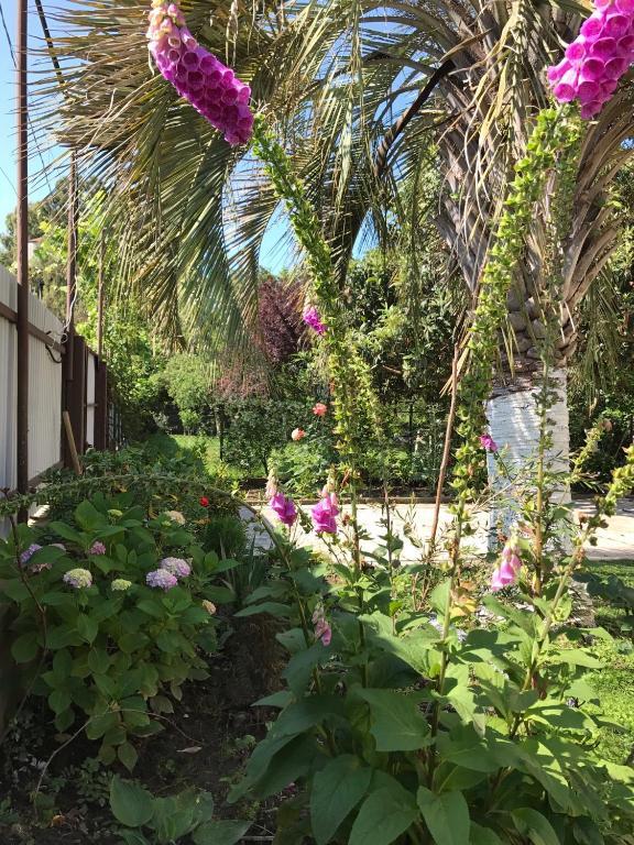 Фото Эвкалипт