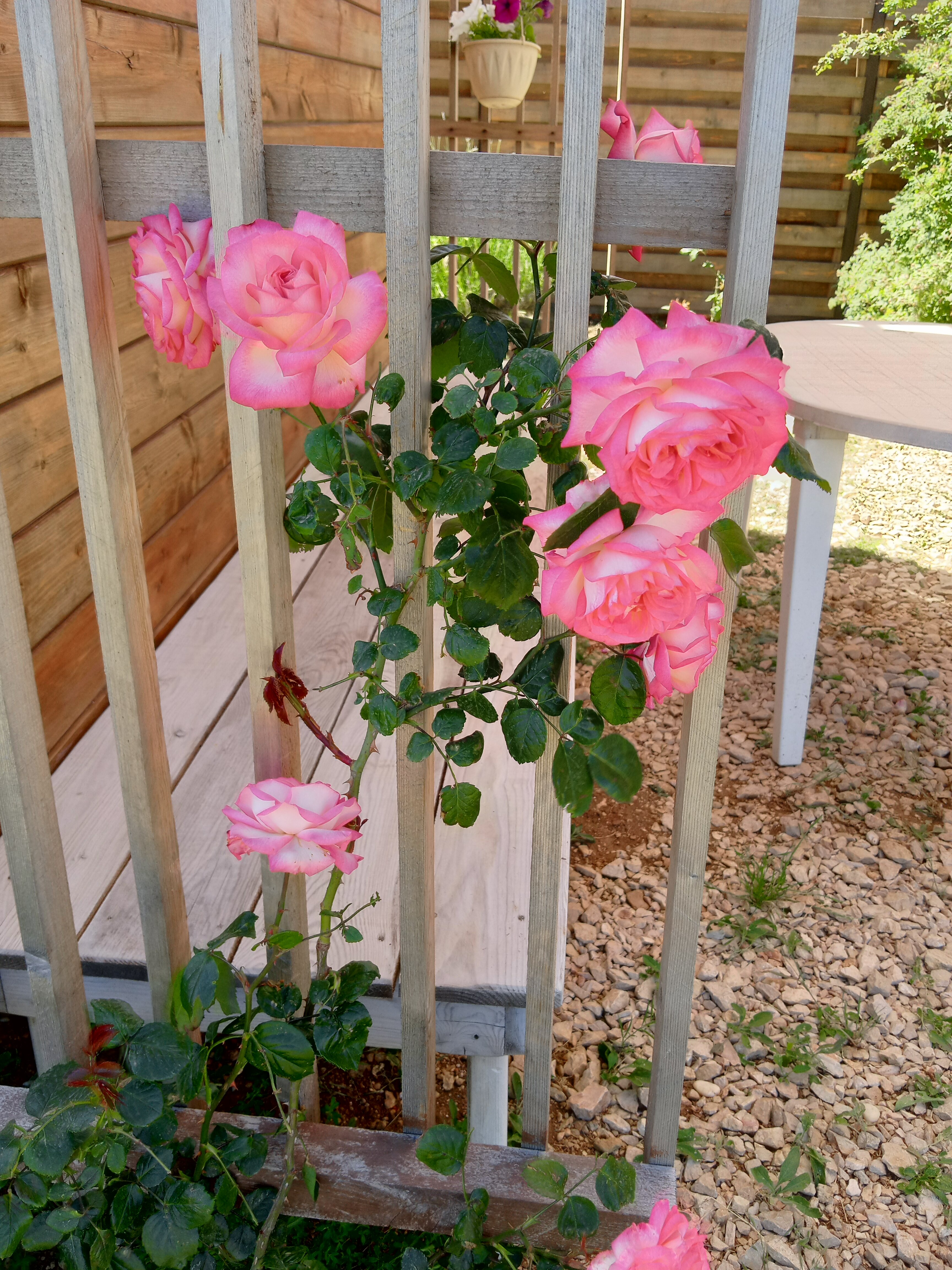 Фото Эко-дом Лаванда