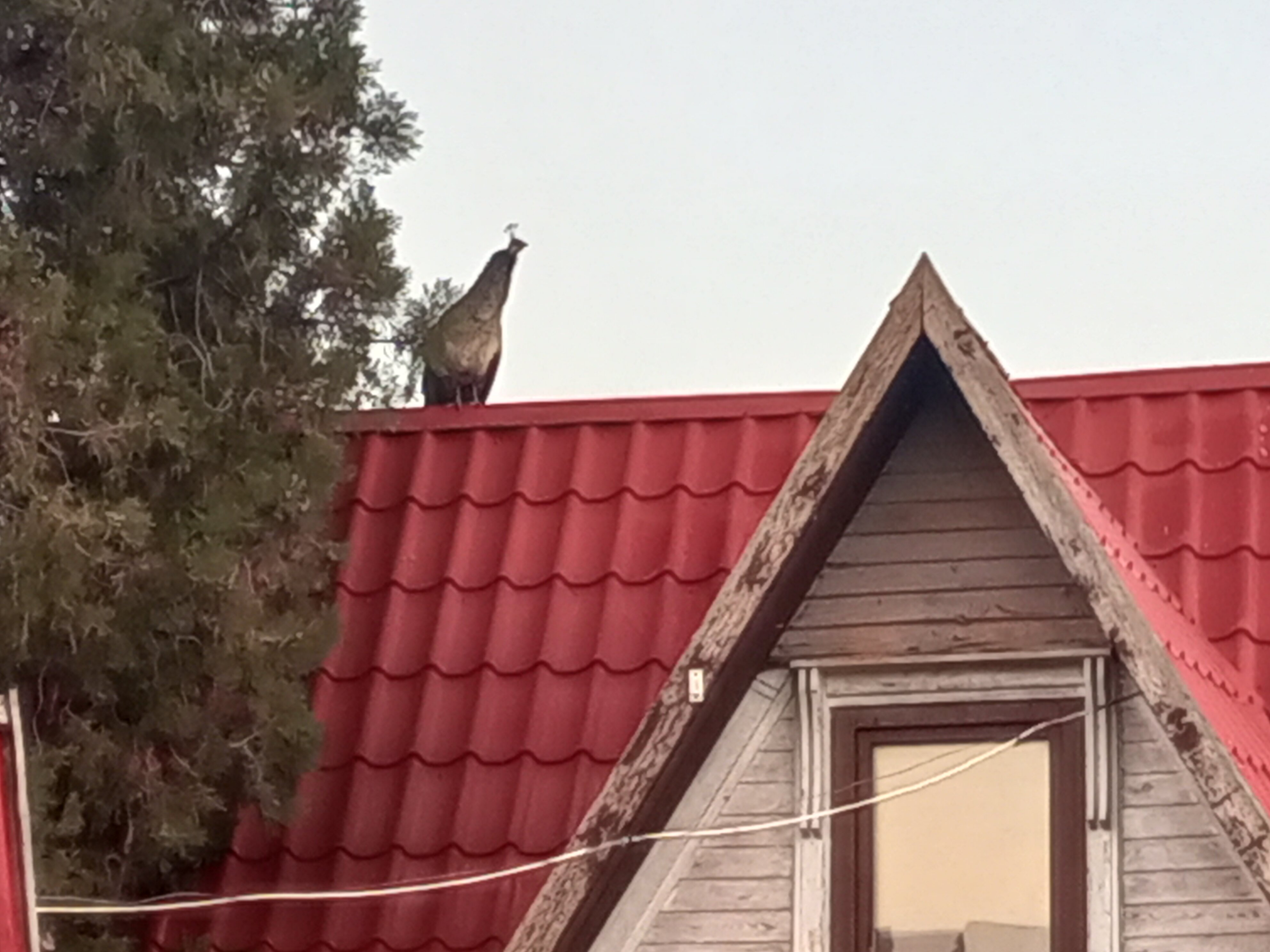 Фото Ройтош