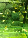 Аравана (posyolok gorodskogo tipa Karymskoye, Verkhnyaya ulitsa, 4), pet shop