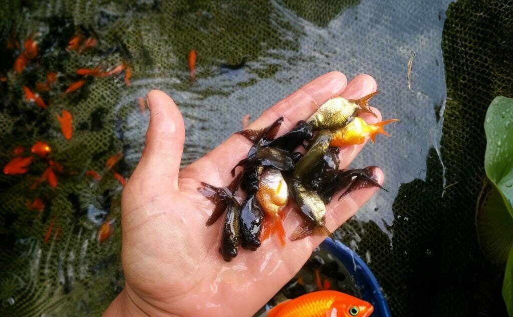 Fisheries, fish farming Reyhan Ornamental Fish Farm, Antalya, photo