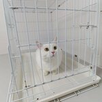 Veterinarian (Aydin, Efeler, Vali Konağı Blv., 45A), veterinary clinic