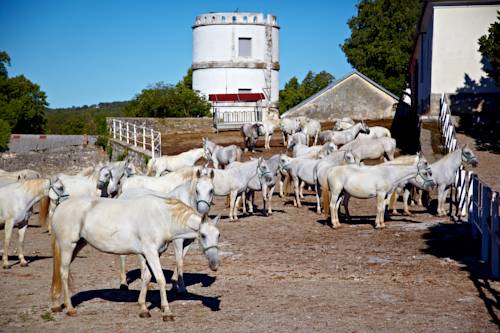 Фото Hotel Maestoso