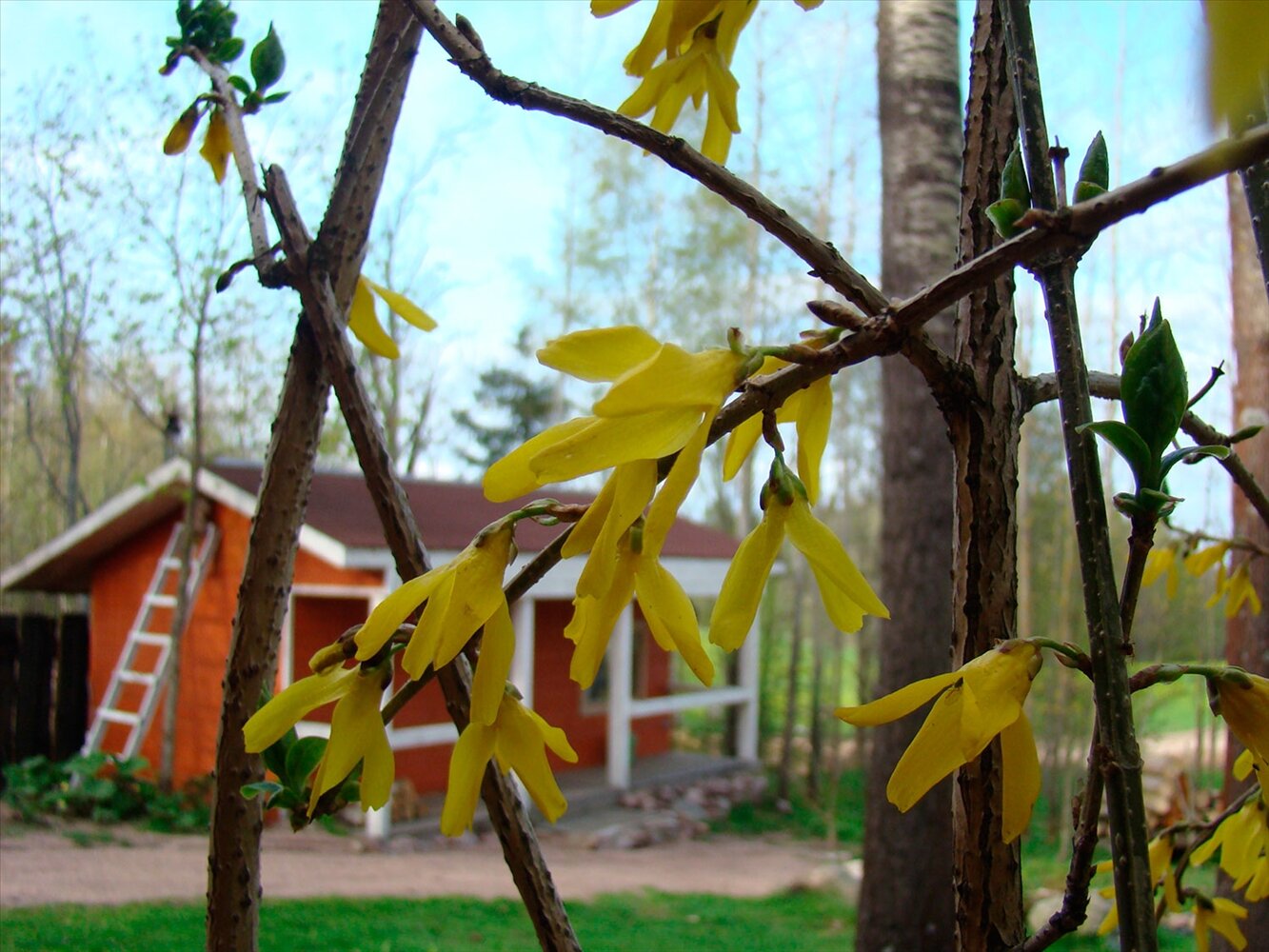 Фото Коттедж Рябиновка